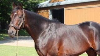 ディープインパクト産駒が史上最速でJRA通算2400勝を達成