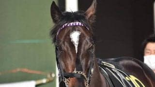 【都大路S】競走除外のガロアクリークは右前肢跛行