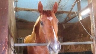 どこまで強くなる!? カジノフォンテンは帝王賞に向けて調整中/高橋華代子