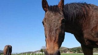 まだまだ人気健在！ 「ウマ娘」効果で\"いじられキャラ”のナイスネイチャに3500万円超の支援金/佐々木祥恵