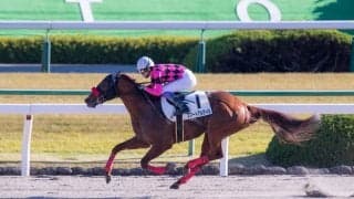 【北海道スプリントカップ】JRA出走予定馬