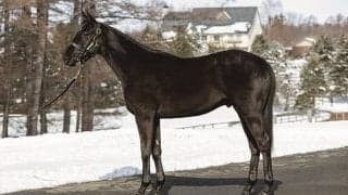 千葉サラブレッドセール ディープ産駒が4億7010万円