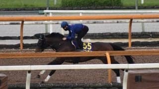 ギベオン、安田記念1週前追い切り速報/栗東トレセンニュース