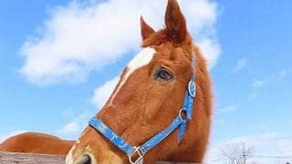 安田記念制覇から22年…26歳になった“エアジ”ことエアジハードのいま