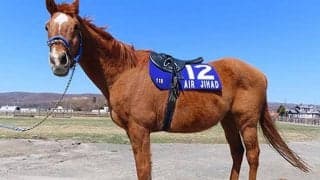 もはや犬か猫？ 死闘を繰り広げたGI馬・エアジハードの牧場での様子/佐々木祥恵