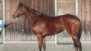 初陣間近。松山弘平騎手が「水準以上」と好感触を得ているベルクレスタ