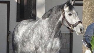 【地方競馬】「ウインブライト特別」など、岩手競馬が「がんばれ！新種牡馬競走」を実施