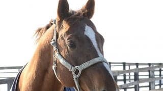 GI馬が南相馬市に！ 武幸四郎騎手と03年NHKマイルCを制したウインクリューガーの現在