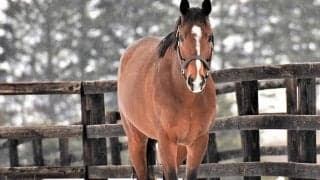 【地方競馬】新種牡馬ディーマジェスティ、ポアゾンブラックの産駒が初勝利