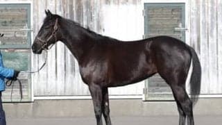 期待の高額馬マイシンフォニー。陣営も目を見張る動きを見せて万全の態勢