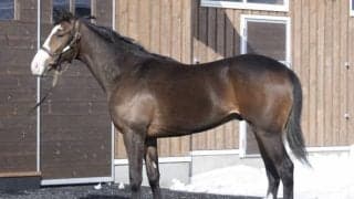 ククナ異父弟アライバルがルメール騎手でデビュー/関東馬メイクデビュー情報