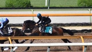 母は海外重賞3勝、ダノンスコーピオンが阪神芝マイルでデビュー/関西馬メイクデビュー情報