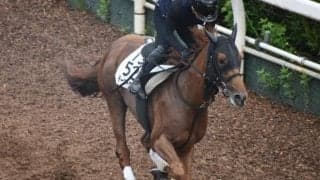 テーオーケインズなど、先週の入厩情報/栗東トレセンニュース