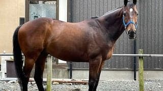 名門・藤沢和厩舎出身の引退馬アヴニールマルシェ　いずれ相馬野馬追デビューも！