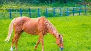 功労馬のタイキシャトルとメイショウドトウ、北海道新冠町のノーザンレイクへ移動
