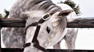 【地方競馬】新種牡馬ラニ産駒が門別で初勝利！