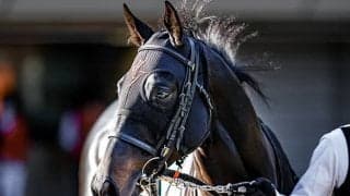 【JRA】予後不良のグロンディオーズが16日付で登録抹消、2021年ダイヤモンドS覇者