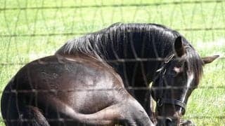 新種牡馬キタサンブラックとコパノリッキーの産駒がJRA初出走へ