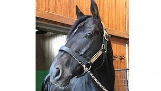【父の日企画】種牡馬キズナは“イケイケ”なパパ！ スタッドイン当初から「王者の風格」