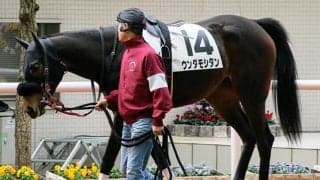 【JRA】阪神12Rで競走除外のウンダモシタンは急性心不全のため死亡