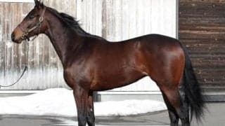 メートルダールの甥パラレルヴィジョンがルメール騎手でデビュー/関東馬メイクデビュー情報