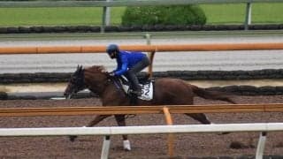 テーオーケインズ、帝王賞追い切り速報/栗東トレセンニュース