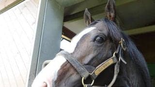 【地方競馬】新種牡馬イスラボニータの産駒が門別で初勝利！　