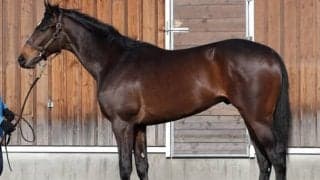 【JRA新馬戦】ソダシの全妹ママコチャなどがデビュー