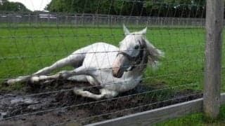 【宝塚記念】血統予想のスペシャリストに聞く　“非根幹距離が得意な馬”は存在する？