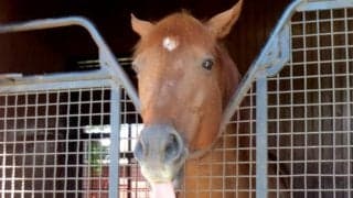 【宝塚記念】“非根幹距離が得意な馬”は存在する？etc… 人気予想家に聞く