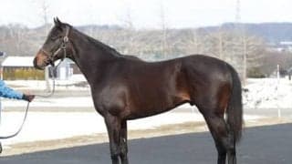 注目の高額馬がついに初陣。アメリカの２歳女王を姉に持つフィデルは良い走りを見せられるか