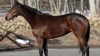 Bethrahの姪ヴェールアンレーヴが丸山元気騎手でデビュー/関東馬メイクデビュー情報