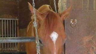 帝王賞の作戦は？ 堂々人気カジノフォンテンと虎視眈々ミューチャリー