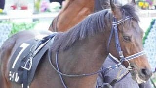 【先週のJRA抹消馬】ラッキーライラックの半弟ライル、ジャングルポケット産駒クリノヤマトノオーなど