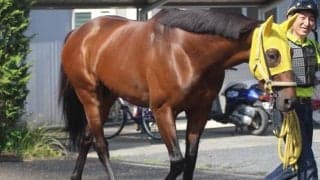 【帝王賞】参戦競馬場は10場に！クリンチャー陣営「右回りは合っている」/ねぇさんのトレセン密着