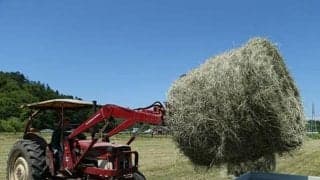 馬の健康を支える牧草　異例の早さで収穫も、鹿による食害で…