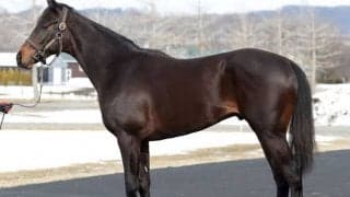 【JRA】フィデル陣営「総合力が高い。初戦から楽しみです」/ねぇさんのトレセン密着