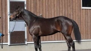 近年「流行り」の配合で大注目のコリエンテス。能力、心肺機能ともに高水準