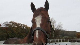 ハクサンムーン産駒がJRA初勝利　小倉2RでゲノムがV