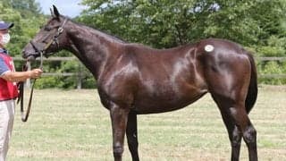 1000万円超えが3頭も！ 大盛況で幕を閉じた青森唯一の1歳市場