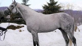 新種牡馬ザファクター、日本けい養時の産駒がJRA初勝利