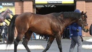 【セレクトセール2021注目馬】父がロードカナロアに替わり期待大のダノンザキッド半弟