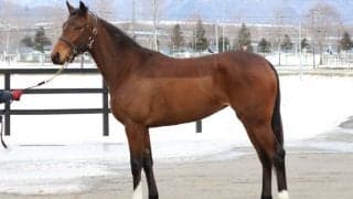 世界を目指す超良血馬ヒャッカリョウラン