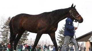 【セレクトセール2021注目馬】近年のトレンド配合から誕生したディープインパクト牝駒