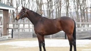 ５億円馬のリアドはいかにも「ディープ産駒」。陣営が素材のよさを絶賛