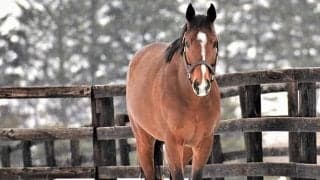 ディーマジェスティ産駒がJRA初勝利　函館1RでワンエルメスがV