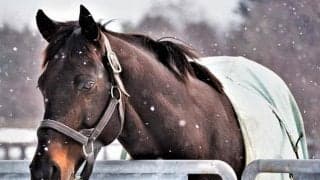 【セレクトセール2021注目馬】60%がOP馬？ 成績抜群ノーザンファーム生産のバゴ産駒