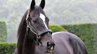 【セレクトセール2021注目馬】種牡馬として好発進した“幻のダービー馬”の半弟