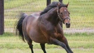 【セレクトセール2021注目馬】ディープインパクト産駒の大トリはスイープトウショウの牡馬