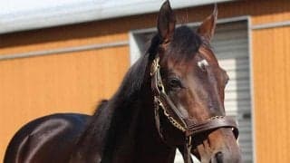 【セレクトセール2021注目馬】記録更新なるか？ 7/12に上場されるディープインパクト産駒は合計4頭